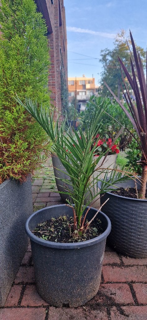 Palmboom, Tuin en Terras, Ophalen, Volle zon, Bloeit niet, Groenteplanten