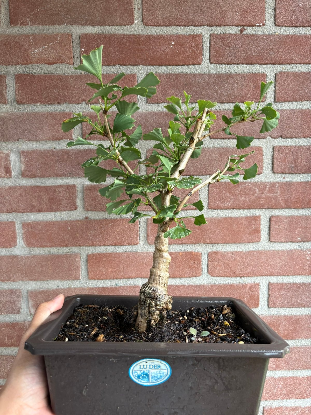 Japanse Gingko bonsai te koop, Tuin en Terras, Bloeit niet, Minder dan 100 cm, Volle zon, In pot