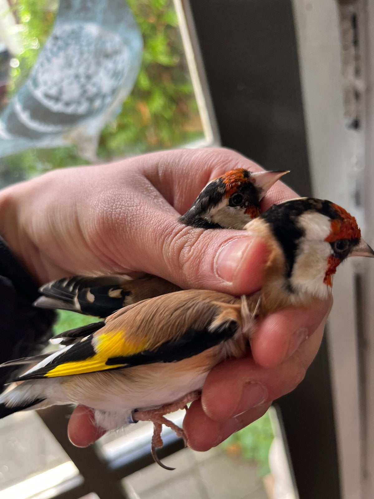 Koppel Putters 2023-Man 2024 Pop Geringd., Dieren en Toebehoren, Meerdere dieren, Wildzangvogel, Geringd