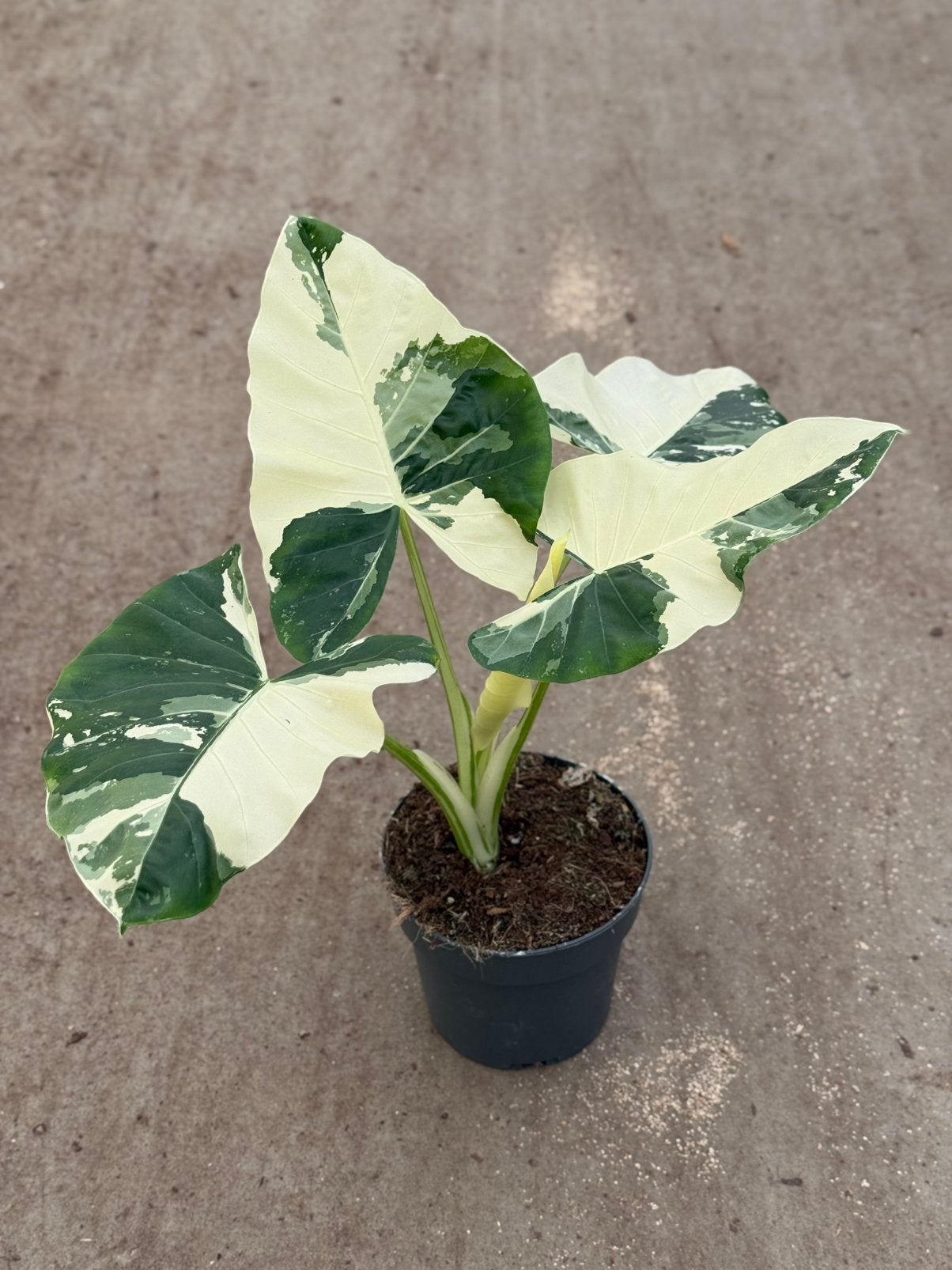 Alocasia Macrorrhiza Variegata, Huis en Inrichting, Kamerplanten, Ophalen of Verzenden, Halfschaduw, Minder dan 100 cm
