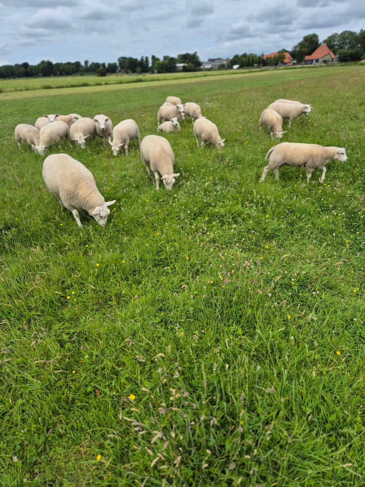 Ooilammeren engelse texelaar, Dieren en Toebehoren, Schapen, Geiten en Varkens, Vrouwelijk, Schaap, 0 tot 2 jaar