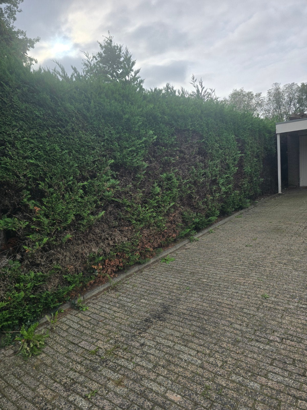 gratis coniferen of haardhout, Volle zon, Vaste plant, Bloeit niet, Ophalen