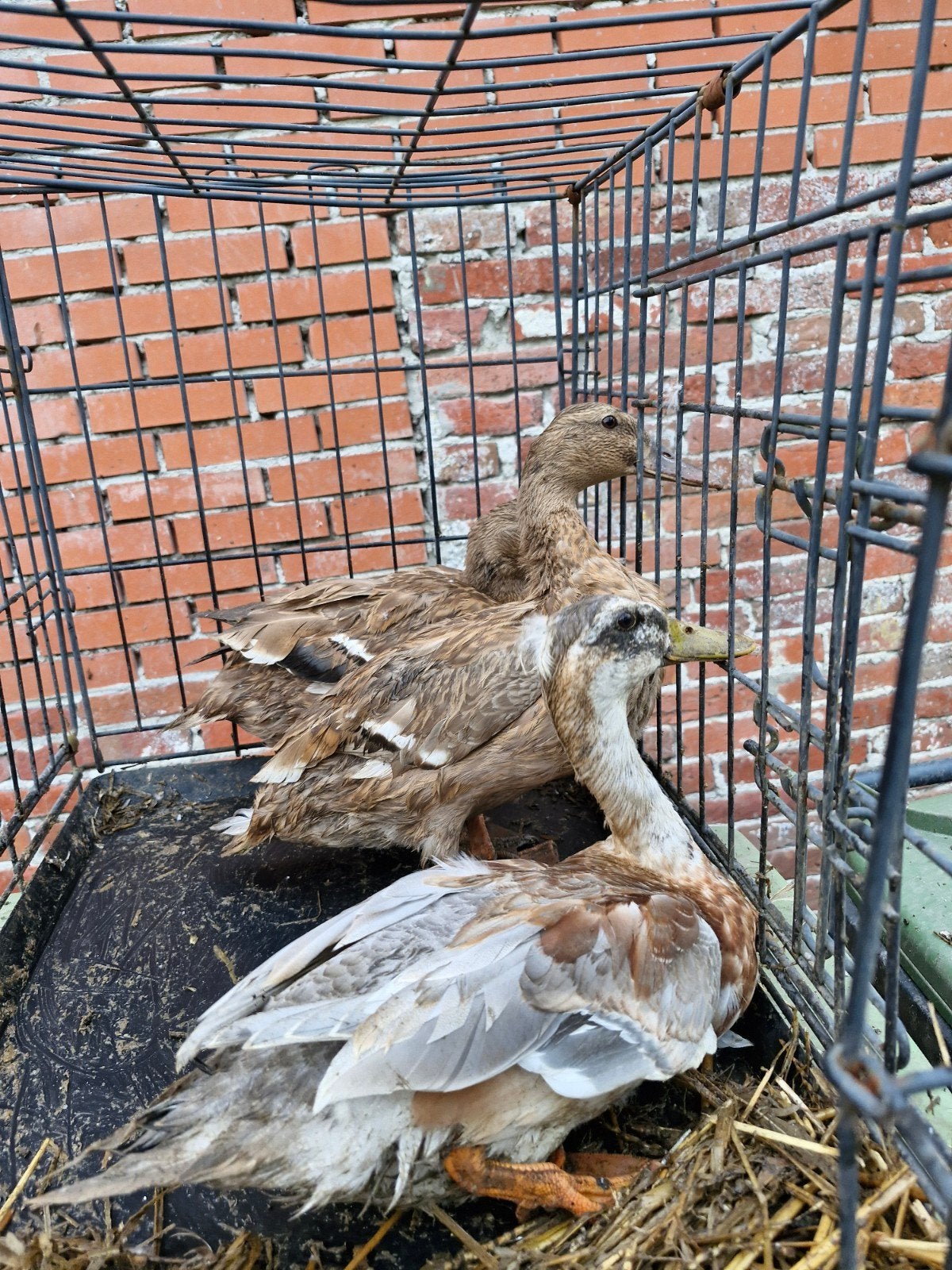 kuifeenden, Meerdere dieren, Eend