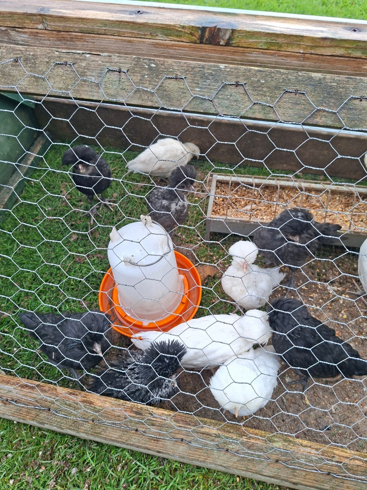 Padua, baardkuifhoen kuikens, Meerdere dieren, Kip