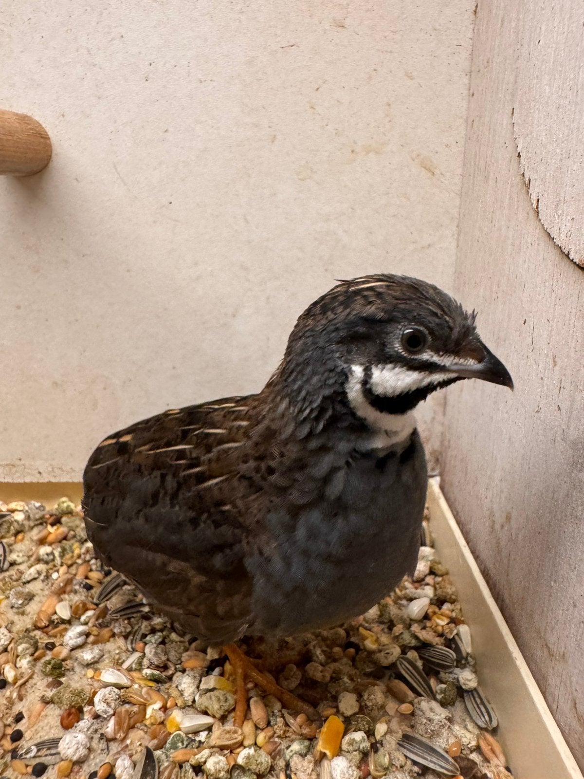 Mooie gezonde wildklr chinese dwergkwartel haan natuurbroed, Mannelijk