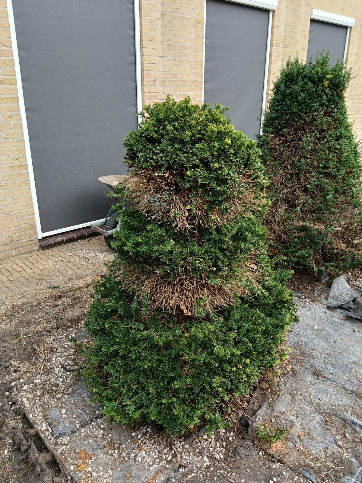 Conifeer - Diverse maten en vormen beschikbaar, Bloeit niet, Overige soorten, 100 tot 250 cm, Ophalen