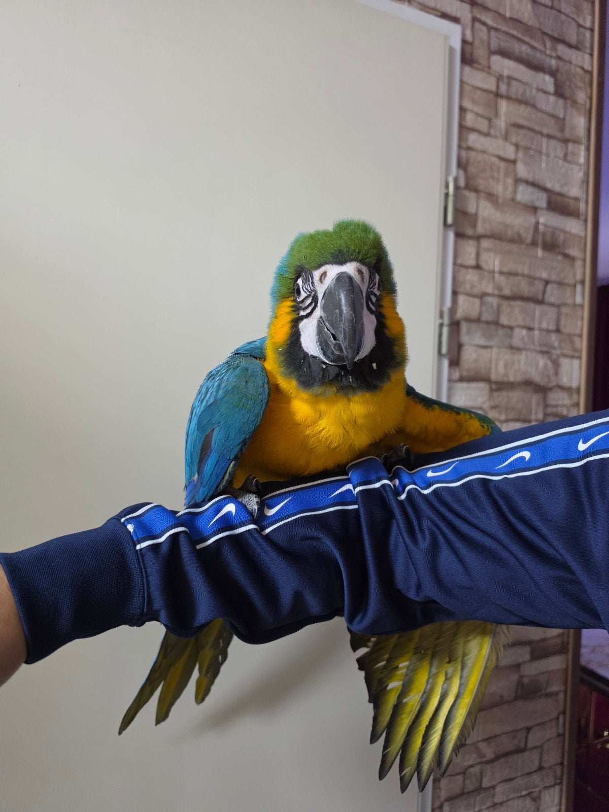 blauwe gele ara papegaai, Dieren en Toebehoren, Meerdere dieren, Papegaai