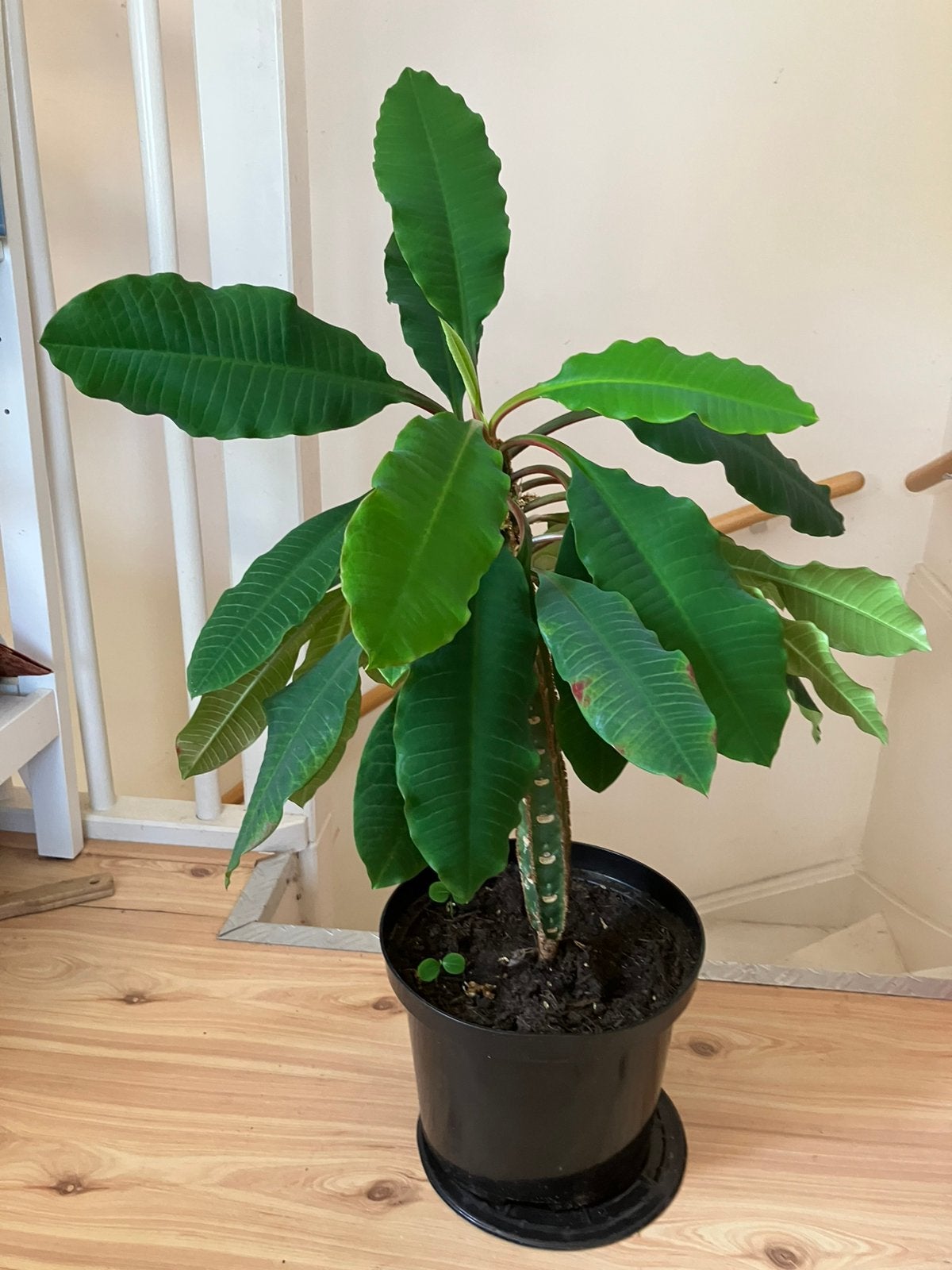 Madagascar kamerplant, Huis en Inrichting, Kamerplanten, Ophalen, Halfschaduw, Minder dan 100 cm