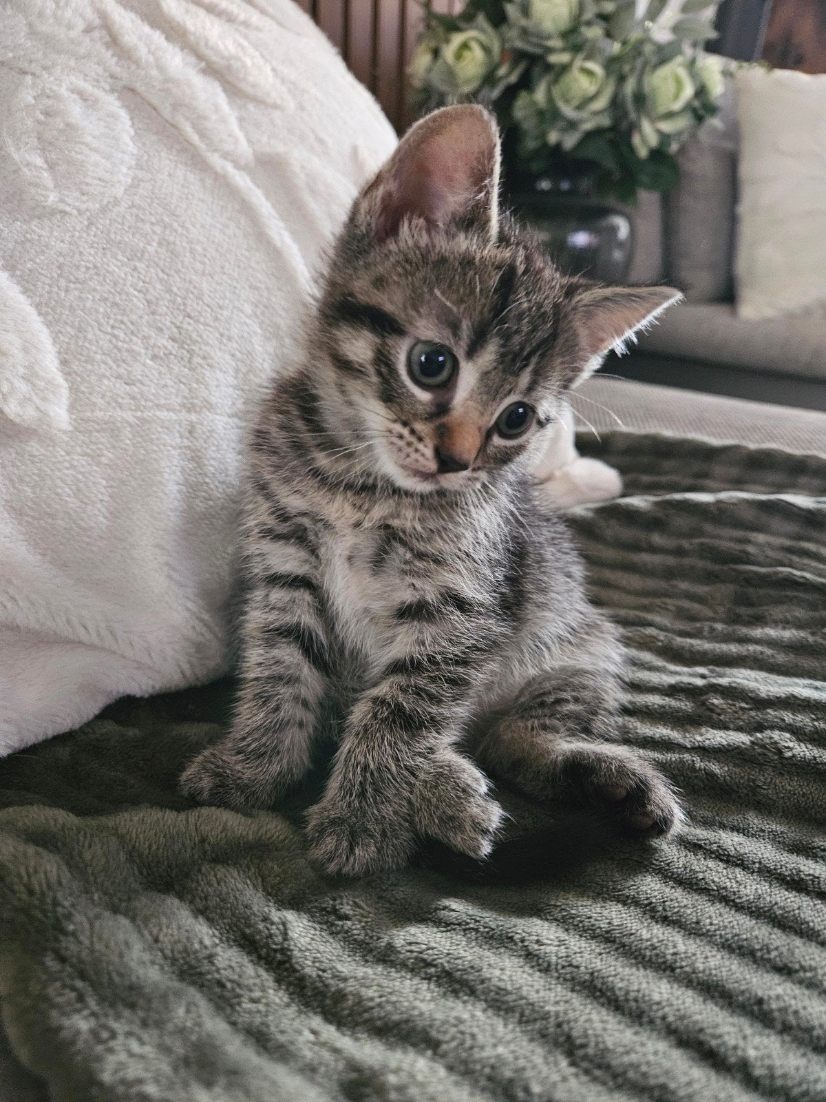 Kittens te koop, Dieren en Toebehoren, Meerdere dieren, 0 tot 2 jaar
