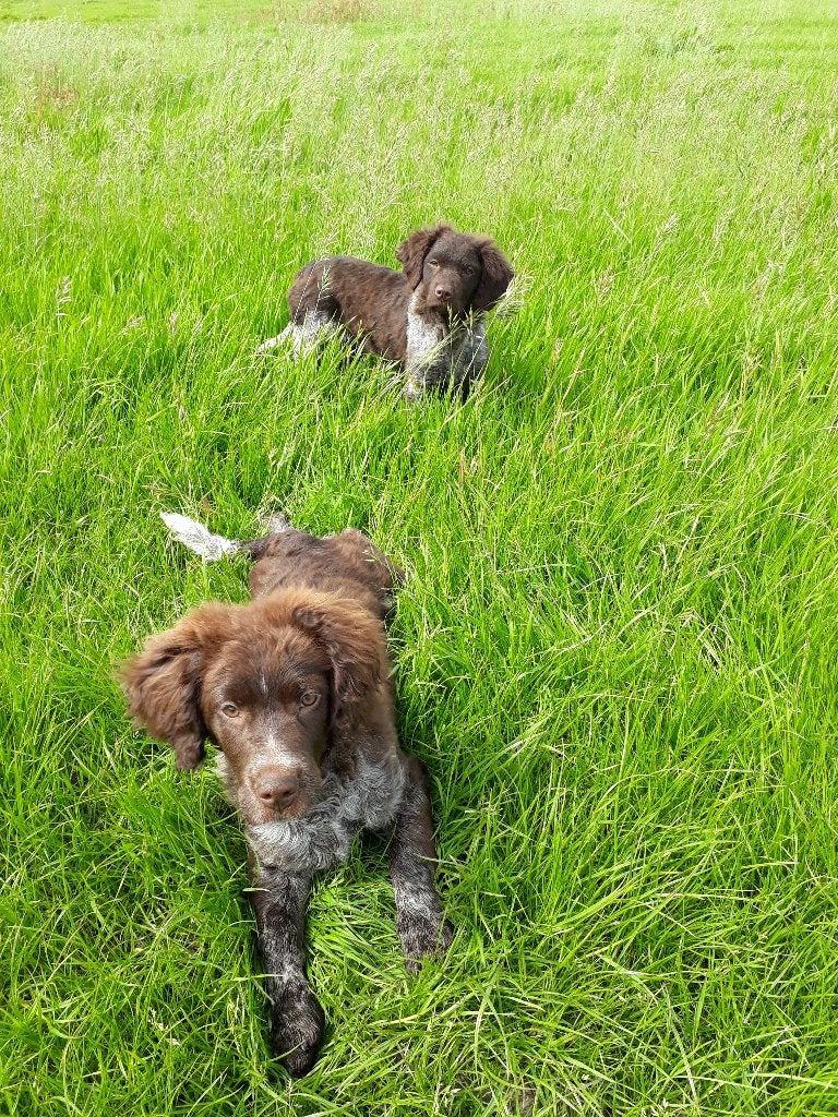Friese Stabij pups: Miep  en Fedde, Parvo, Overige rassen, 8 tot 15 weken, Meerdere