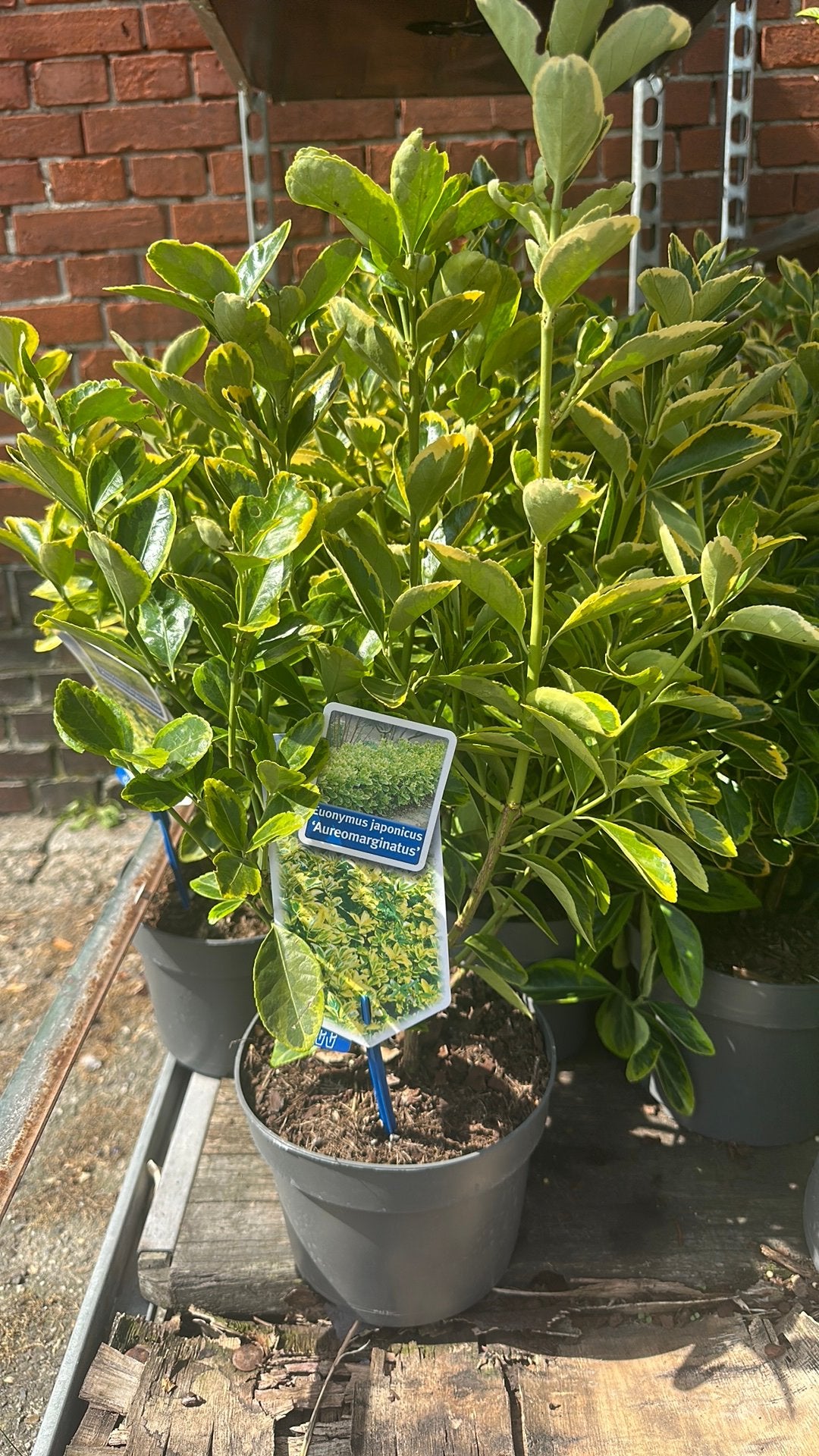 Euonymus japonicus, Tuin en Terras, Planten | Struiken en Hagen, Ophalen, Overige soorten, Minder dan 100 cm