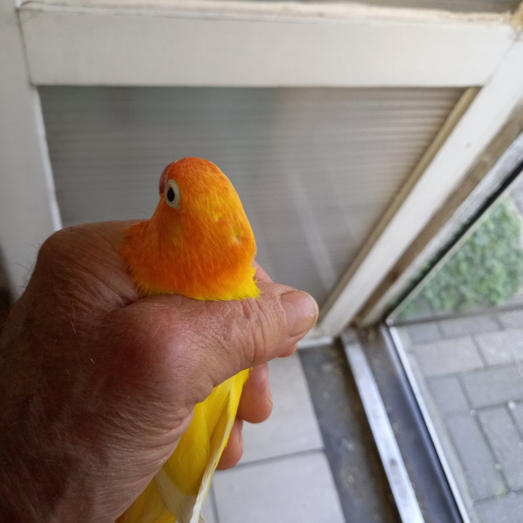 Fischeri, Geslacht onbekend, Dwergpapegaai of Agapornis, Geringd