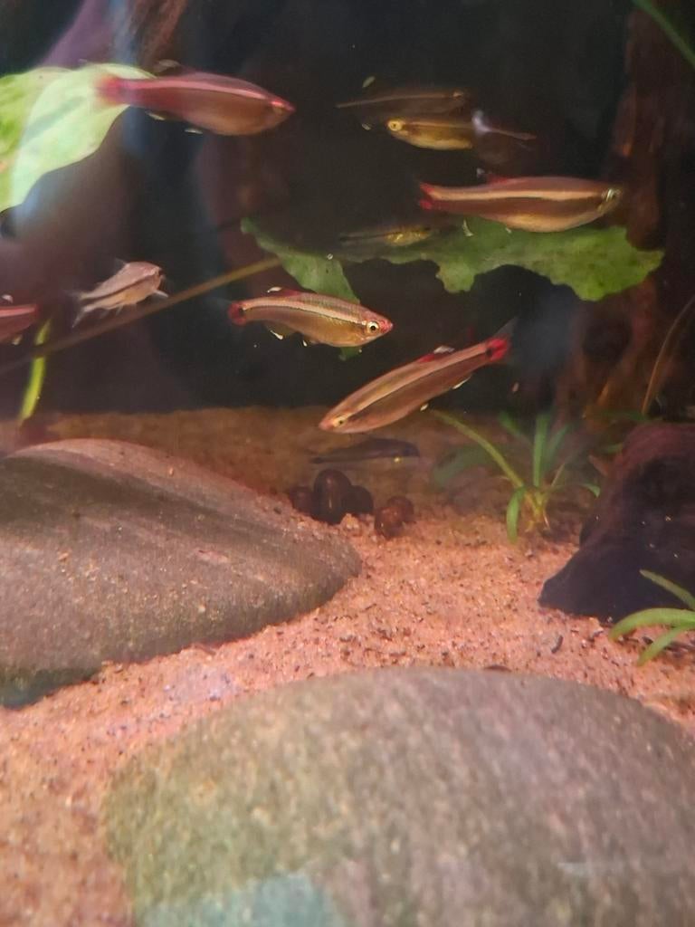 Chinese danio 3 stuks €5,- (bewezen kweekgroep), Dieren en Toebehoren, Vissen | Aquariumvissen, Vis