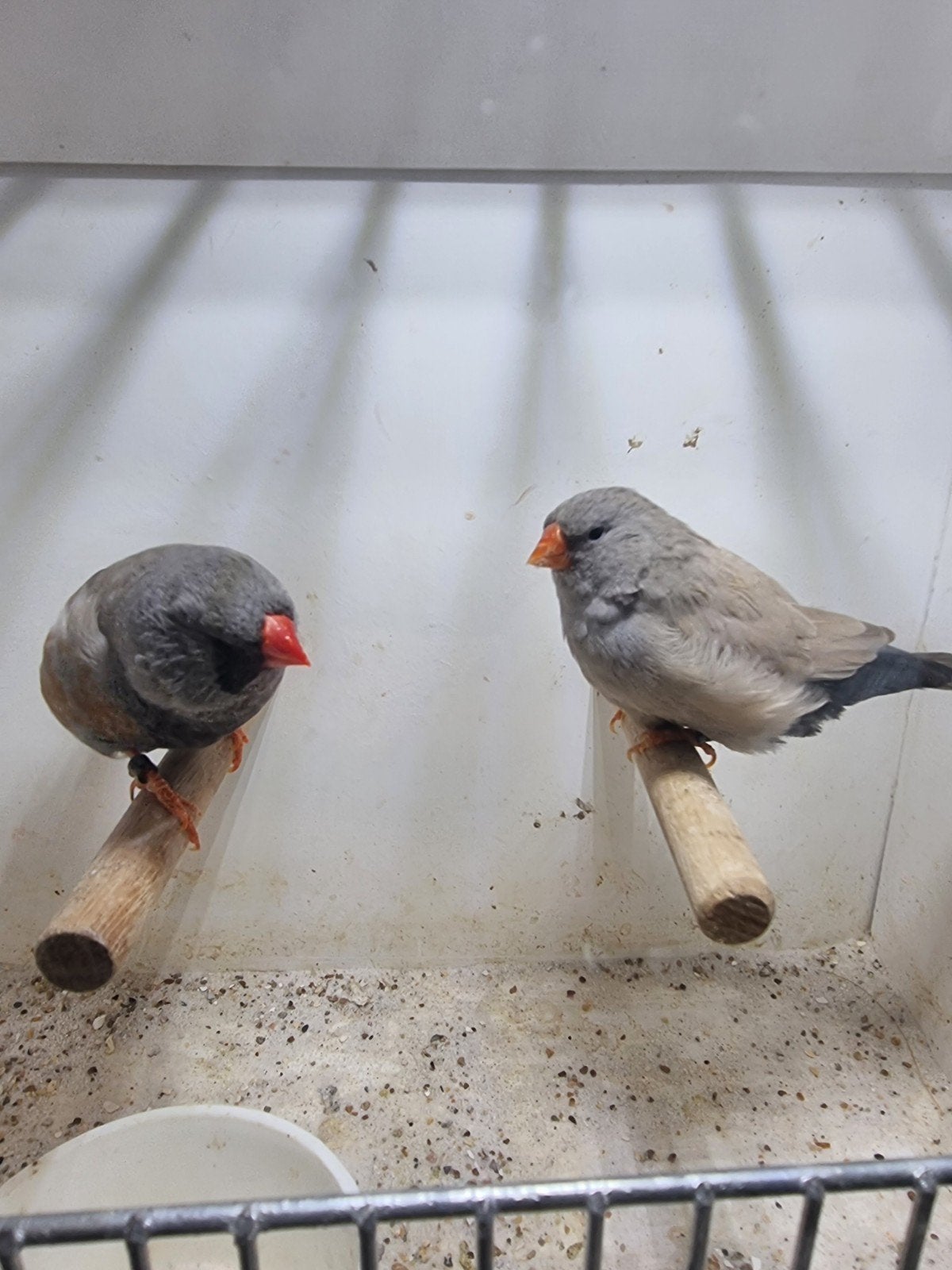 Te koop koppel charcoal Bleekrug, Dieren en Toebehoren, Meerdere dieren