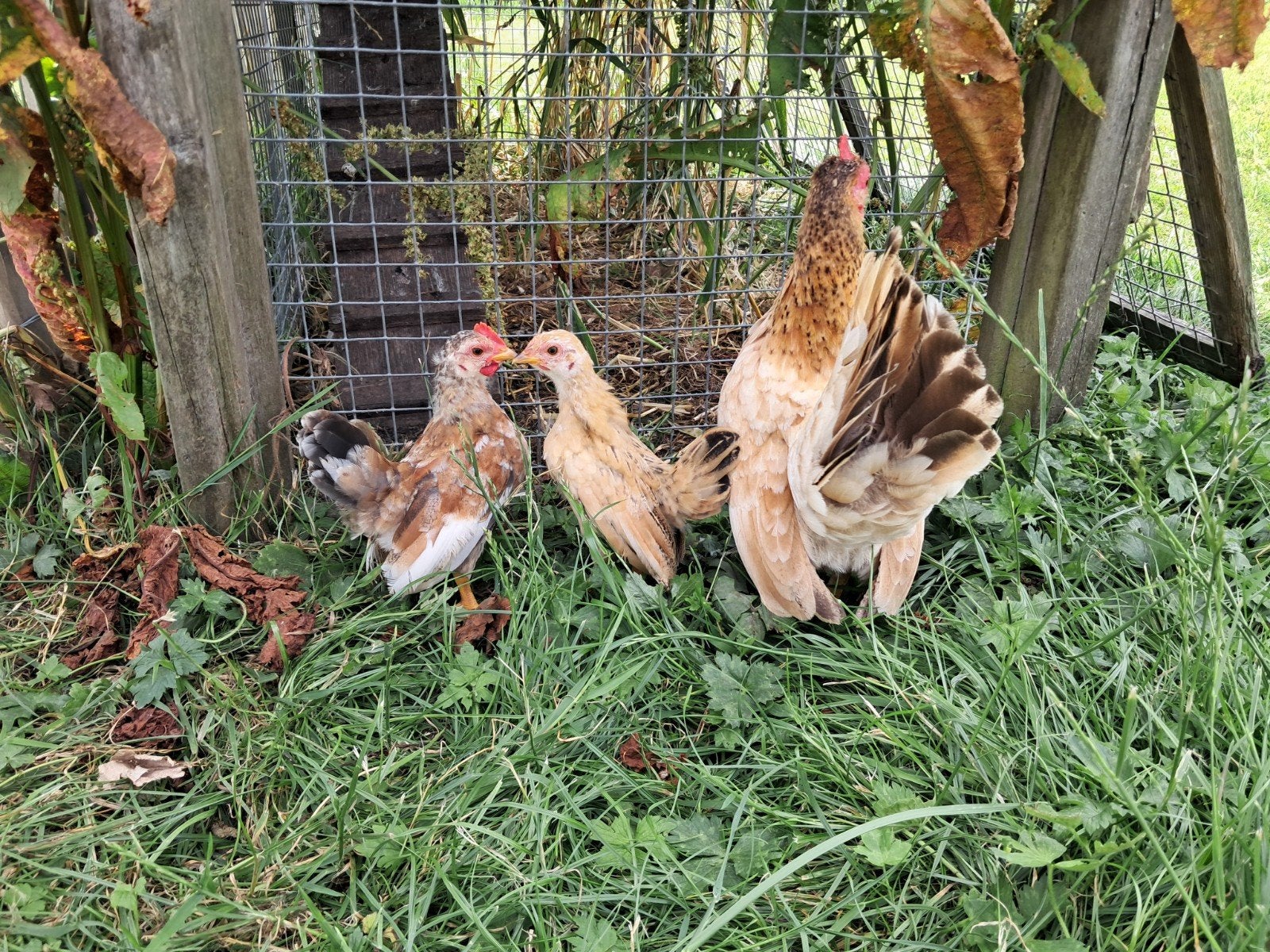 Serama haantje (ong 2 maanden), Dieren en Toebehoren, Pluimvee, Mannelijk, Kip