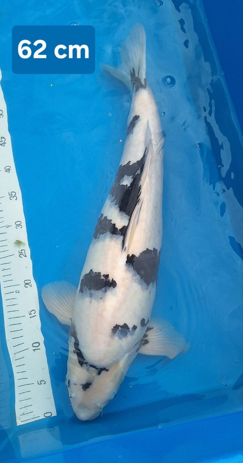 Shiro Ogata 62 cm, Dieren en Toebehoren, Karper of Koi