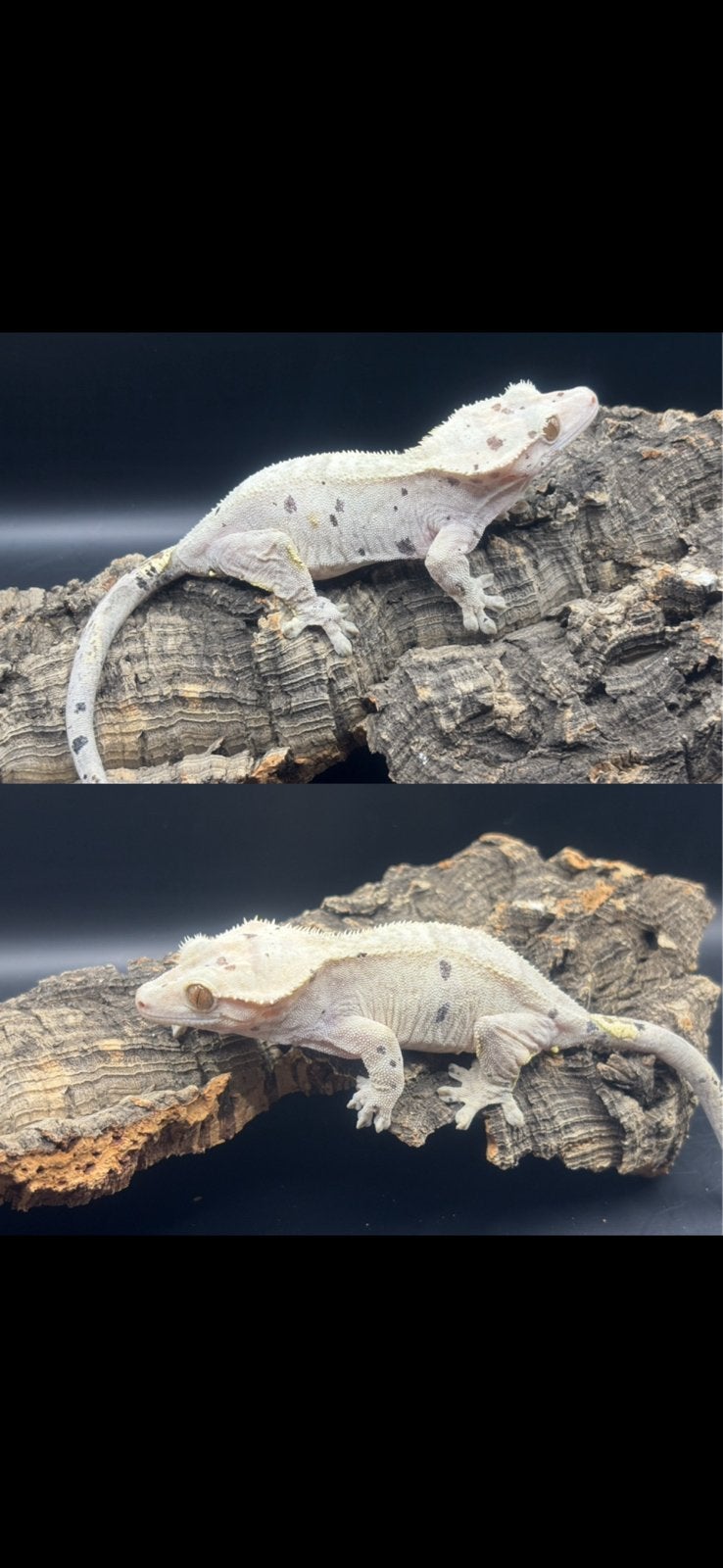 Correlophus ciliatus - Crested Gecko - Wimpergekko, Dieren en Toebehoren, Hagedis, 0 tot 2 jaar