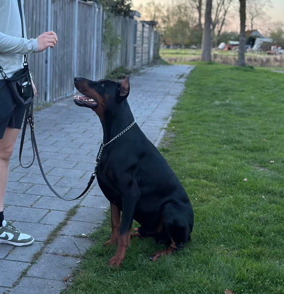 Dobermann Dekreu, Dieren en Toebehoren, Particulier, Reu, 1 tot 2 jaar, Buitenland
