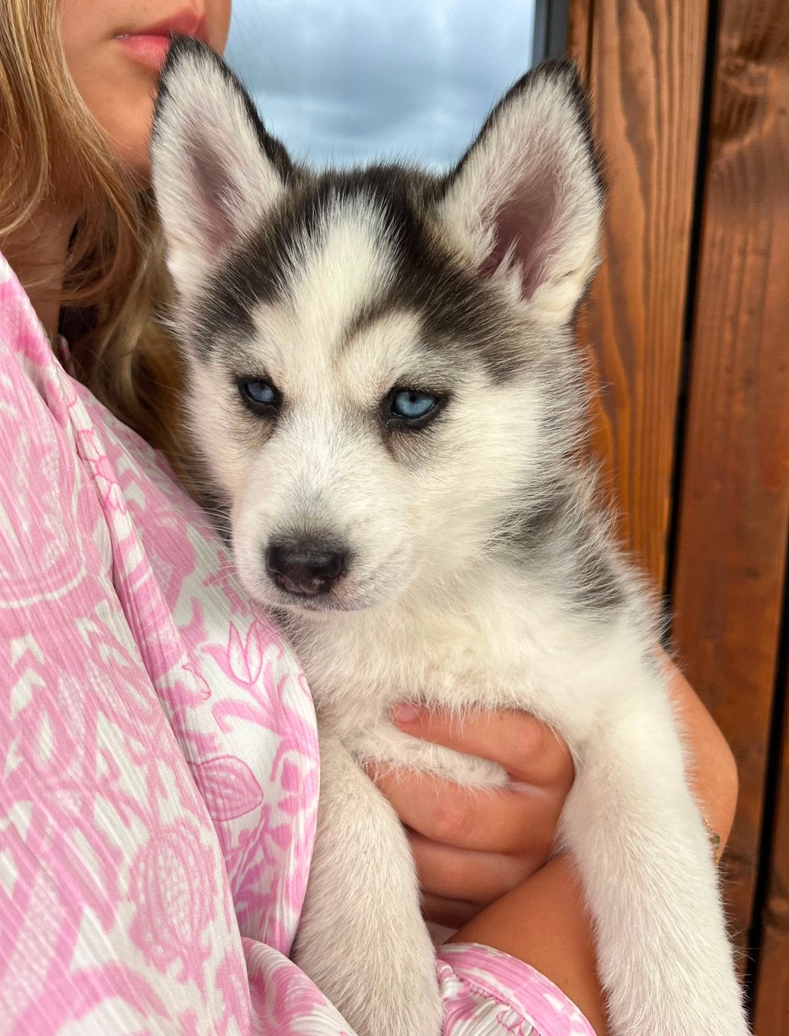 Nog een F2 pomsky puppy met blauwe ogen 🩷, Parvo, 8 tot 15 weken, Meerdere, Meerdere dieren