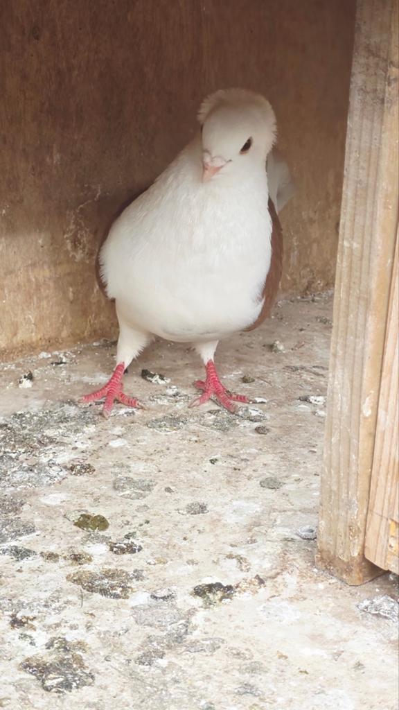 Mooi sierduiv man, Dieren en Toebehoren, Mannelijk, Overige soorten