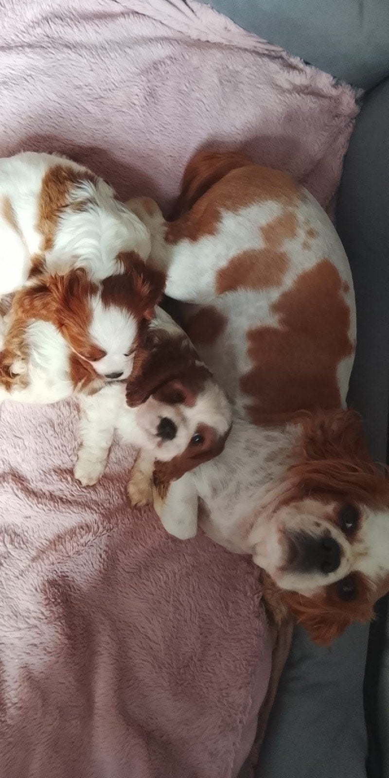 Lieve cavalier king charles spaniel pups teefjes, CDV (hondenziekte), 8 tot 15 weken, Teef, Eén hond