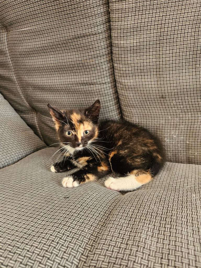 Lief tortiepoesje, 8 weekjes, Poes, Kortharig, 0 tot 2 jaar