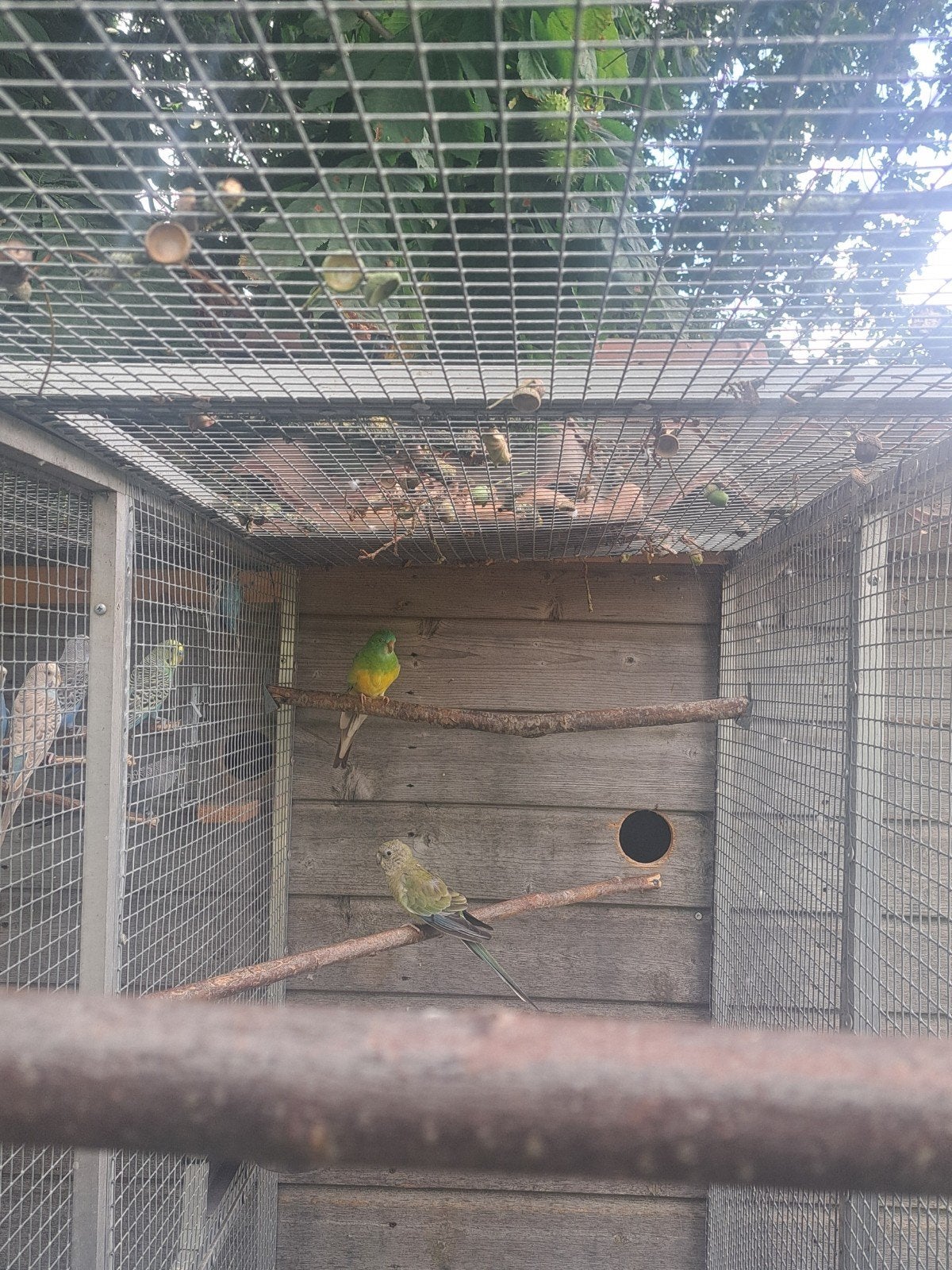 1-1 roodruggen, Dieren en Toebehoren, Vogels | Parkieten en Papegaaien, Meerdere dieren, Parkiet, Geringd