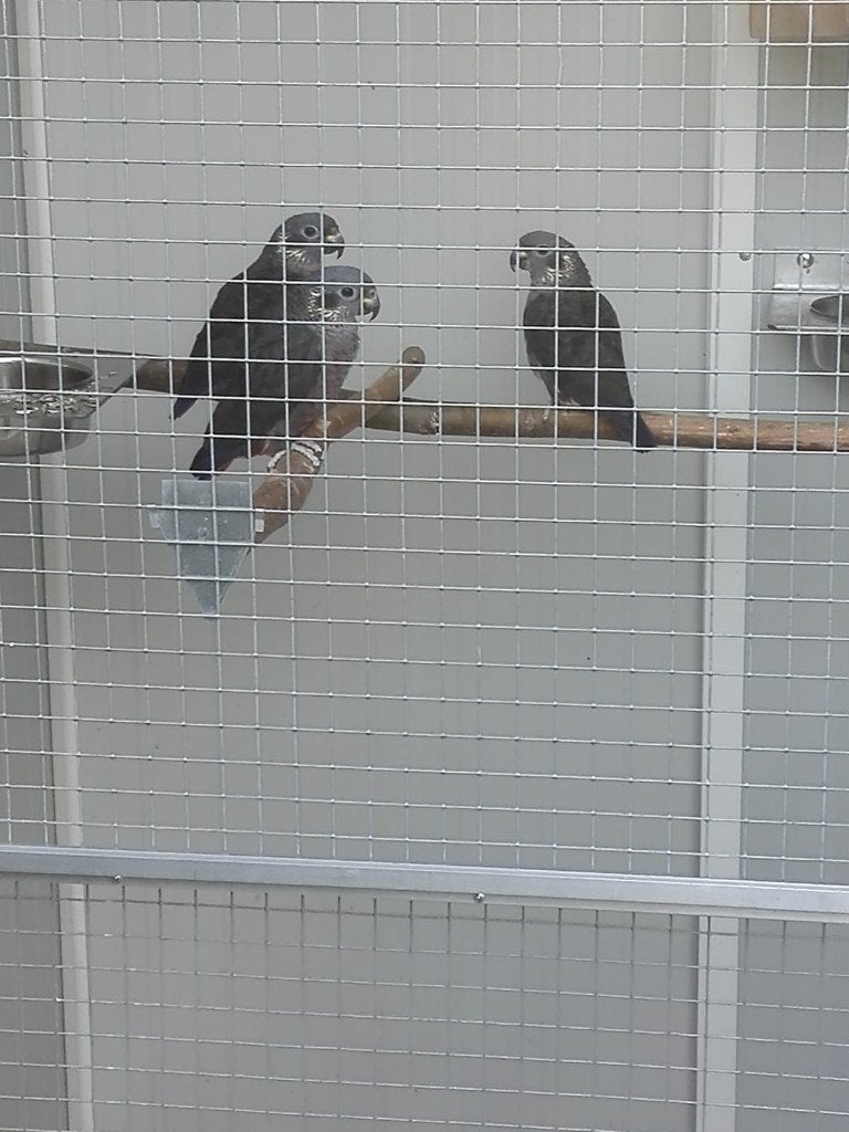 Pop Pionus Fuscus 2026., Dieren en Toebehoren, Vogels | Parkieten en Papegaaien, Vrouwelijk, Papegaai, Geringd
