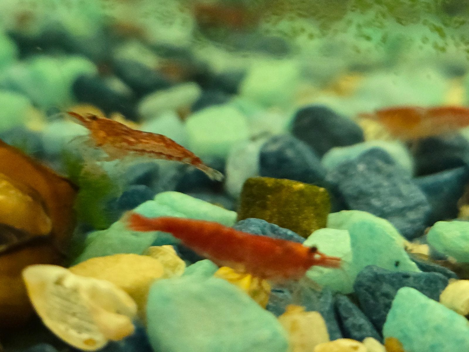 Rode garnaaltjes voor in een aquarium, Kreeft, Krab of Garnaal
