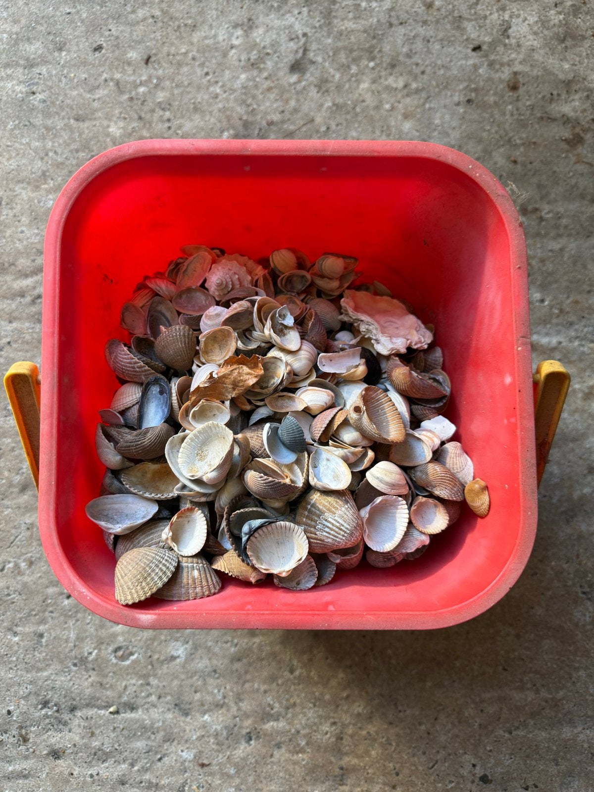 Emmer vol schelpen - Decoratie of knutselmateriaal, Ophalen, Gebruikt