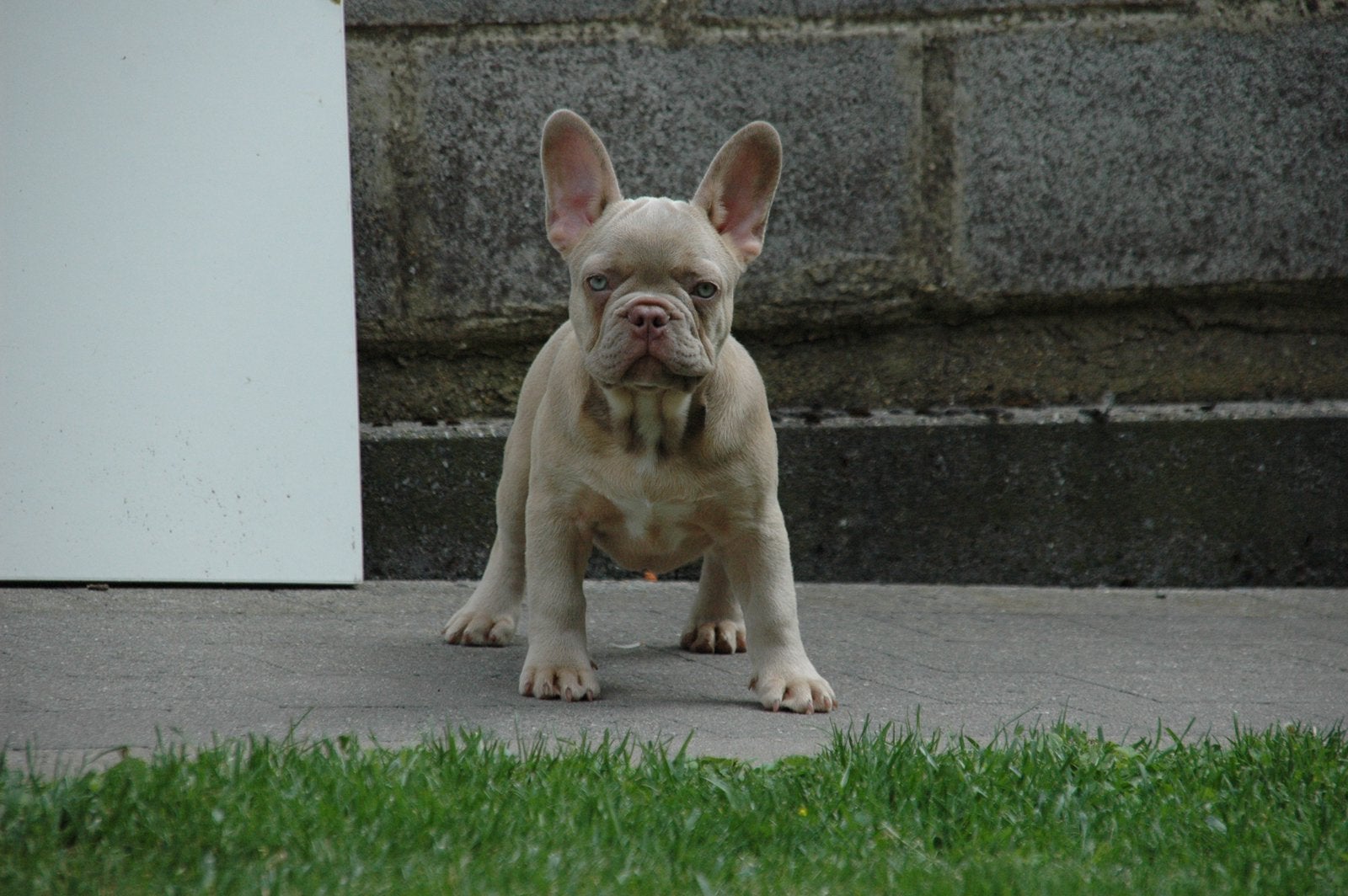 Franse Bulldog pups, België, Particulier, 8 tot 15 weken, Parvo