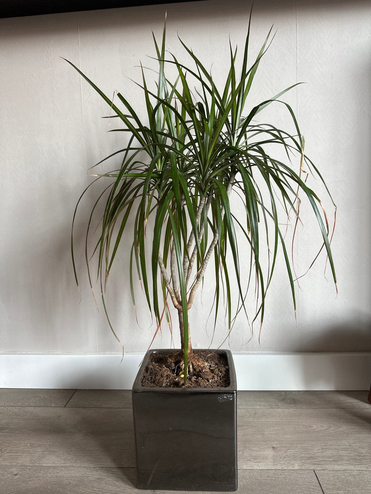 Mooie Dracaena plant inclusief pot, Ophalen, 100 tot 150 cm, Overige soorten, Halfschaduw