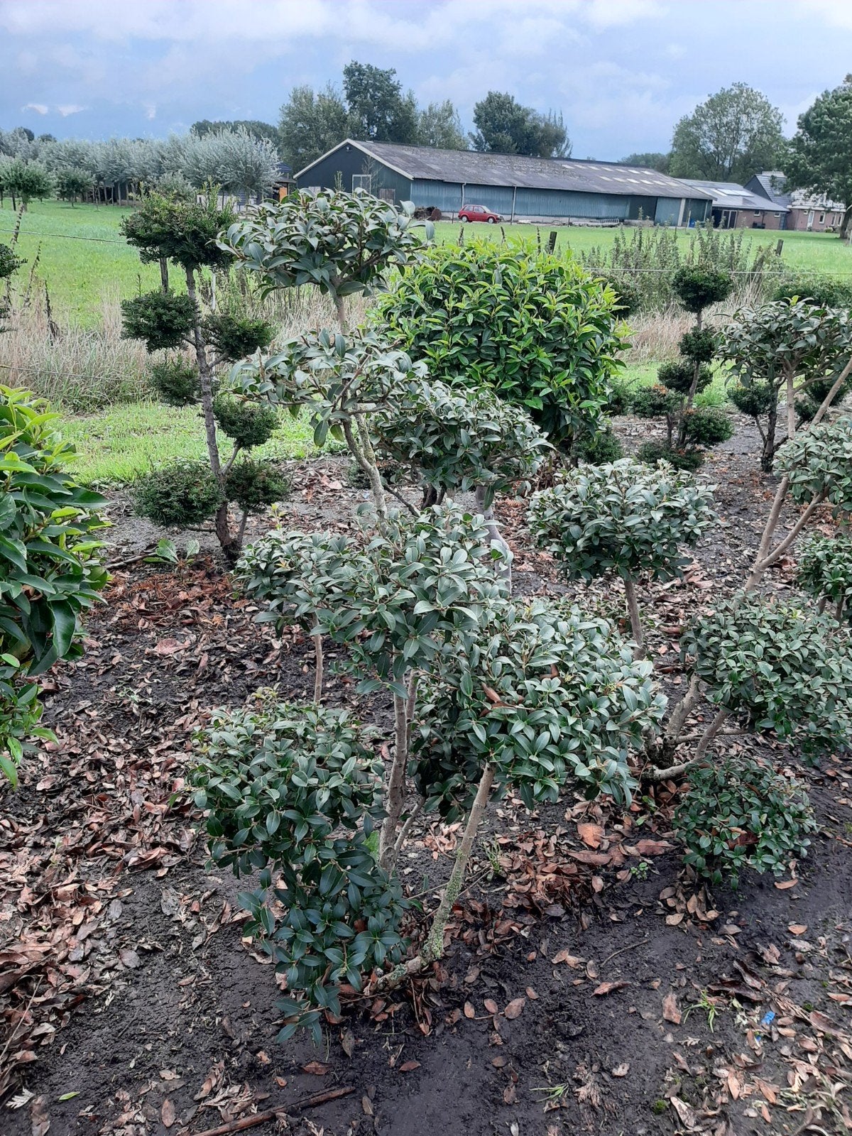 Osmanthus Burkwoodii Schijnhulst Vormsnoei, Tuin en Terras, Planten | Bomen, Ophalen, Volle zon, Overige soorten, 100 tot 250 cm