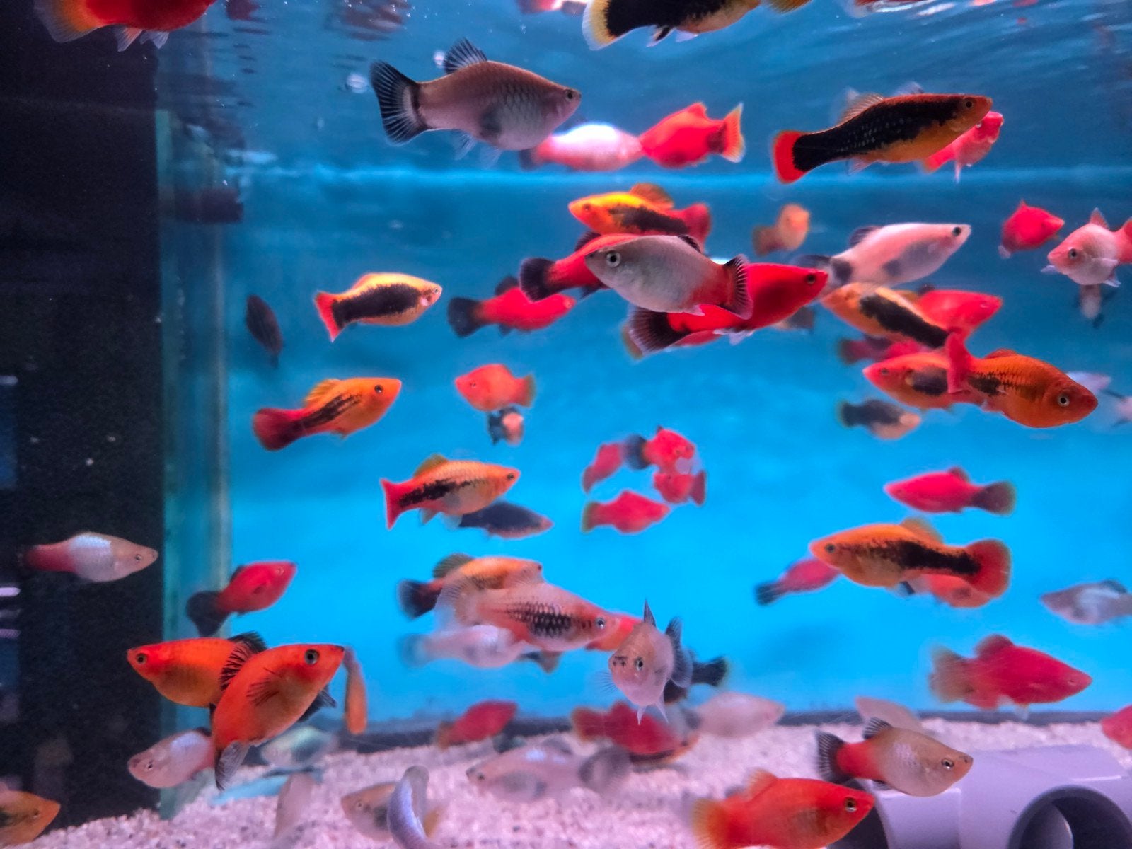 Jumbo Platy mix  - Koidream Valburg