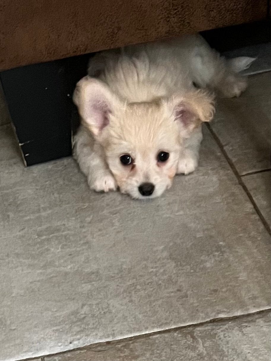 Kleine Malchi puppy’s (Malthezer- Chihuahua)zoeken baasjes ., Parvo, Maltezer, 8 tot 15 weken, Meerdere
