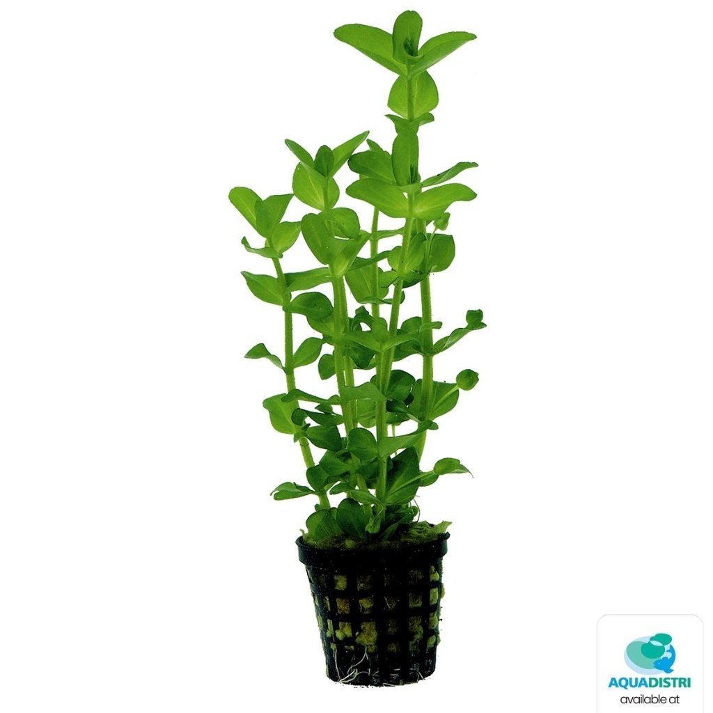 bacopa amplexicaulis €4,95, ., Overige typen, Nieuw, Ophalen of Verzenden