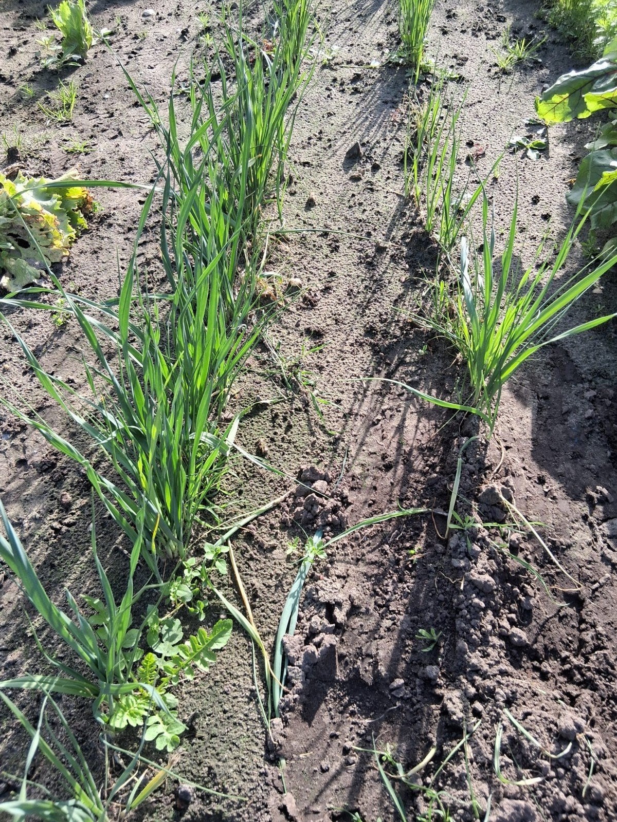 Verse preiplanten voor uw moestuin, Volle zon, Groenteplanten, Ophalen of Verzenden, Bloeit niet
