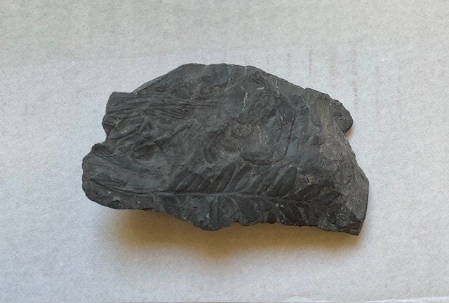 Oud prehistorische fossiel met plantafdruk, Ophalen of Verzenden, Fossiel