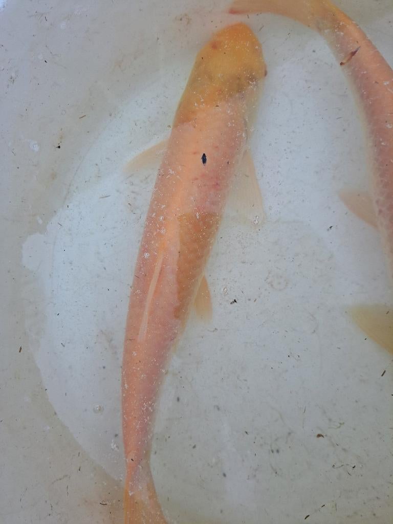 1 albino graskarper., Karper of Koi