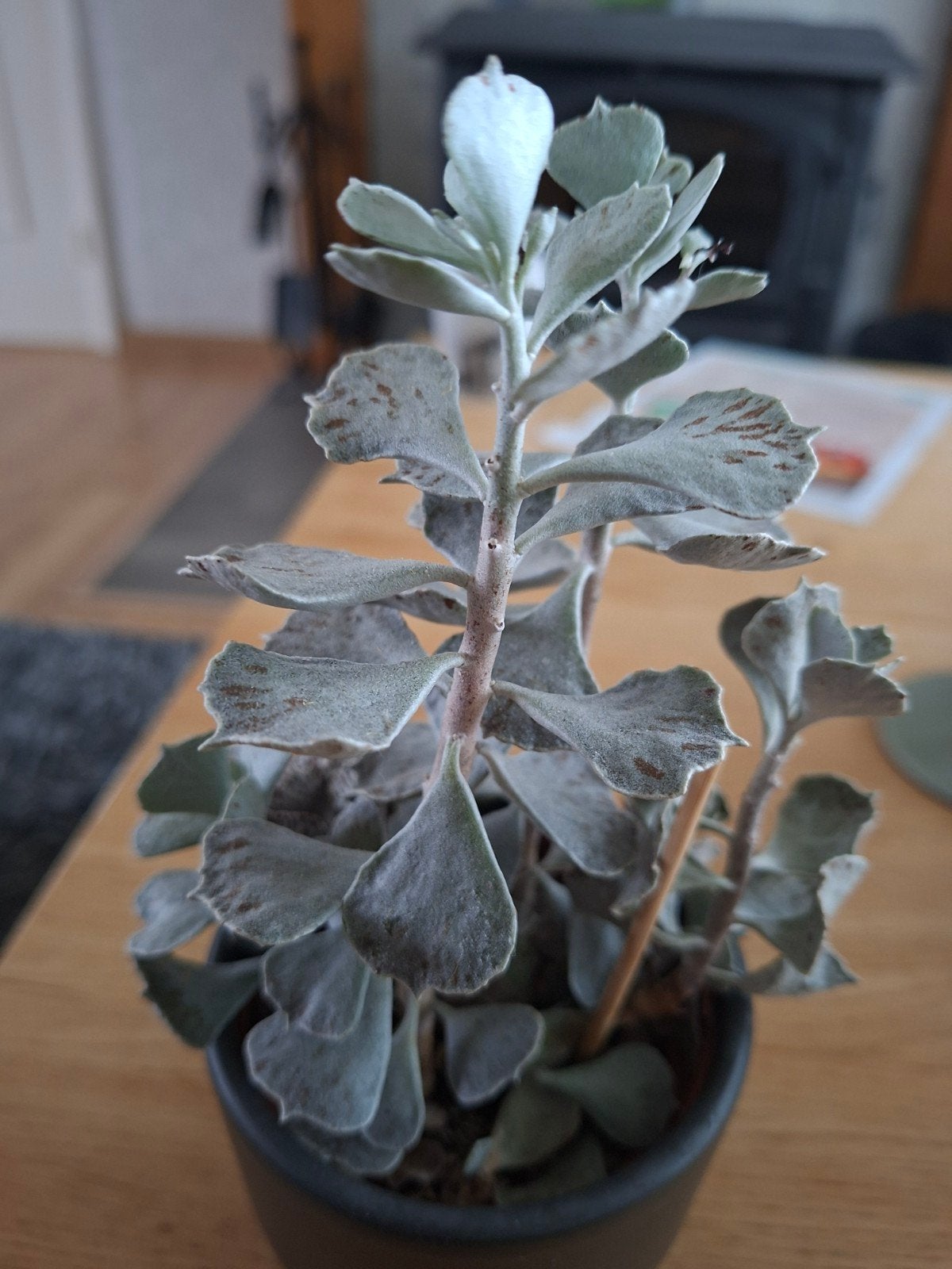 Kalanchoe rhombopilosa, Ophalen of Verzenden, Halfschaduw, Minder dan 100 cm