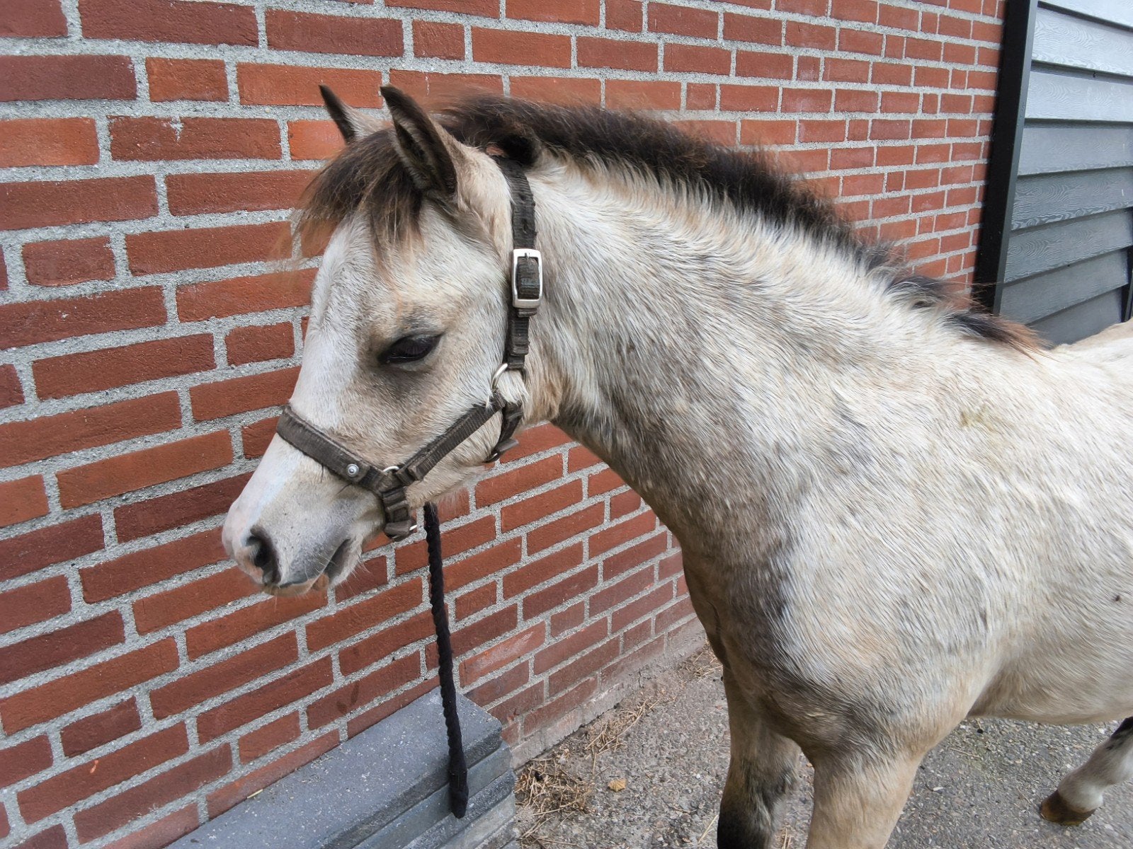 valk hengstveulen en donkere 6 jarige merrie A / B pony, Merrie, Minder dan 160 cm, Gechipt