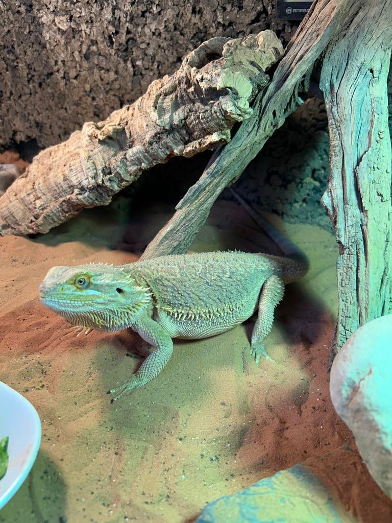 Baardagaam incl Terrarium Bearded Dragon - female for sale from Romeo Kreeft