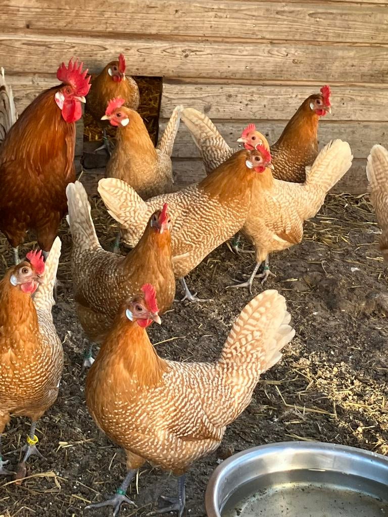 Broedeieren Friese kippen., Dieren en Toebehoren, Pluimvee, Geslacht onbekend, Kip