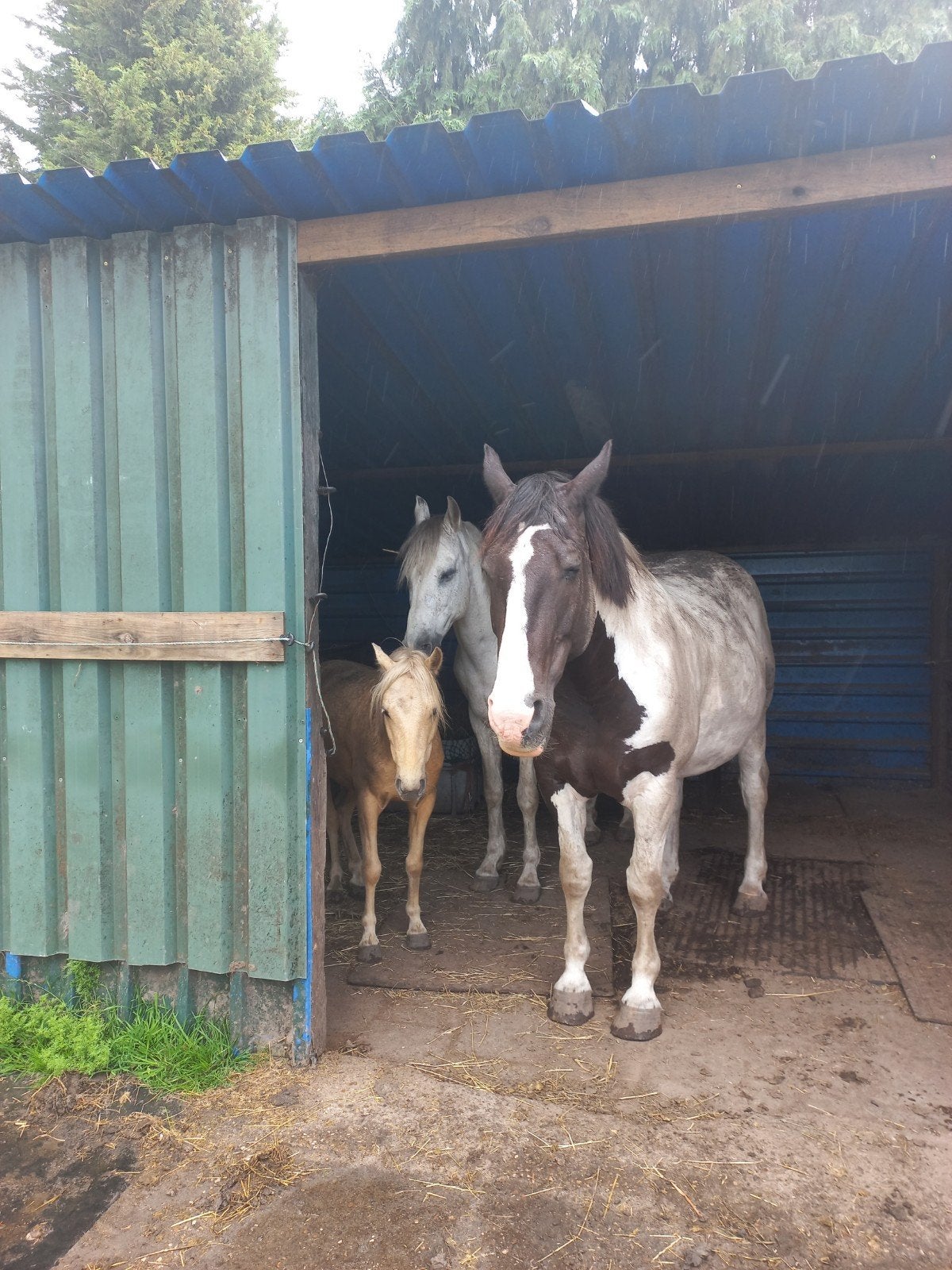 Plek voor één of twee of paarden op DIY stal Gilze/Bavel, Dieren en Toebehoren, Stalling en Weidegang