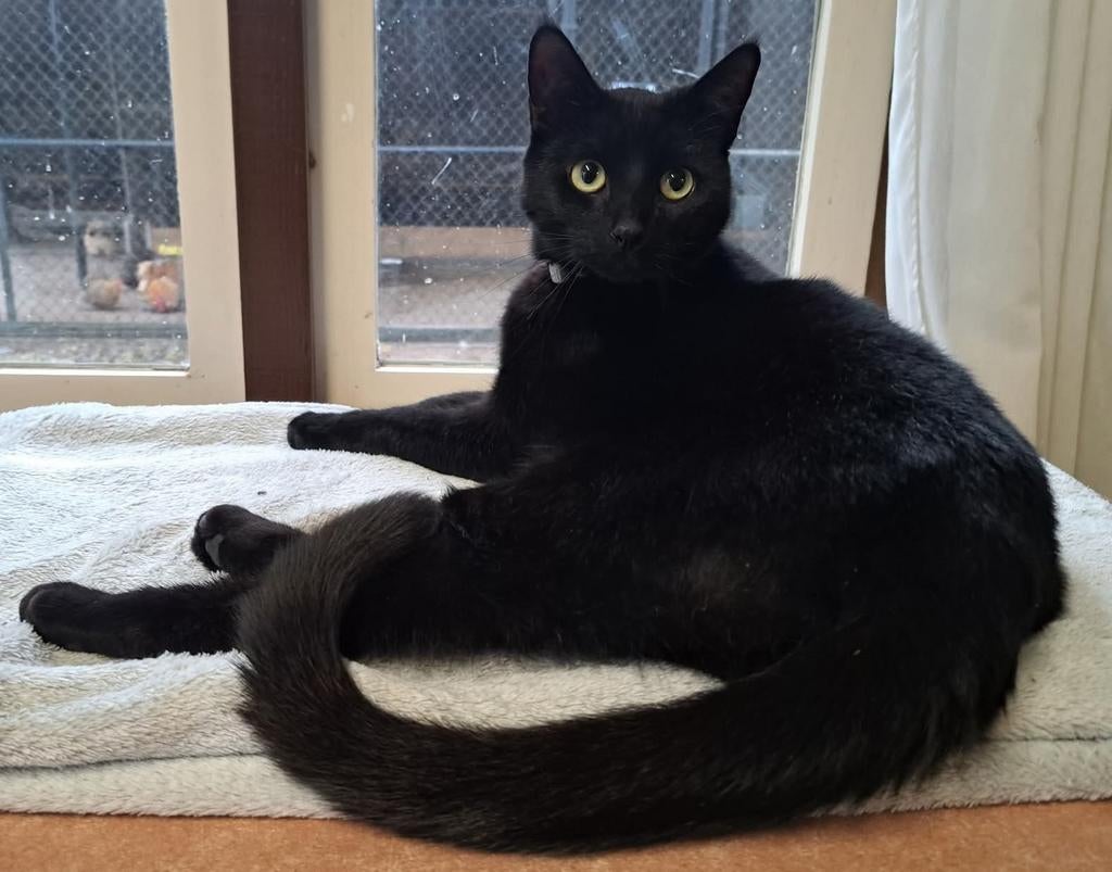 Rustige lieve kat, Dieren en Toebehoren, Katten en Kittens | Overige Katten, Kater, Kortharig, 3 tot 5 jaar