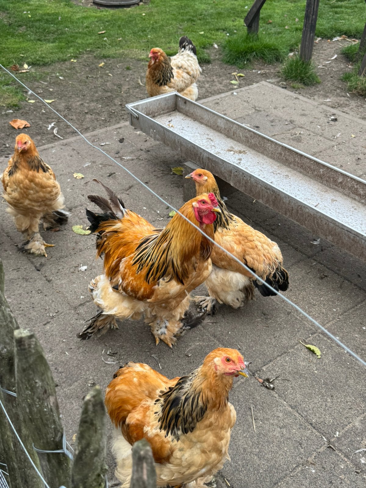 Brahma hanen columbia buff te koop, ze zijn van dit jaar., Dieren en Toebehoren, Mannelijk, Kip