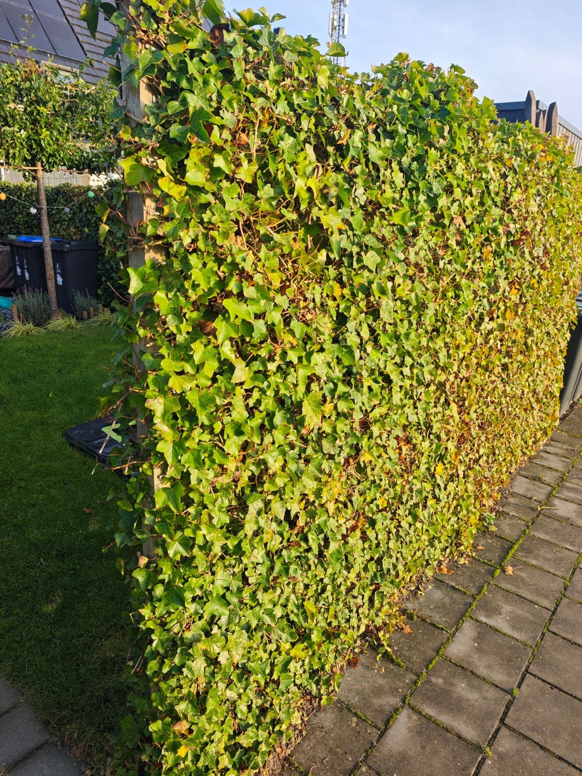 4 meter hedera hekwerk - Groene afscheiding, Tuin en Terras, Ophalen of Verzenden, Gebruikt, Overige materialen, Tuinhek