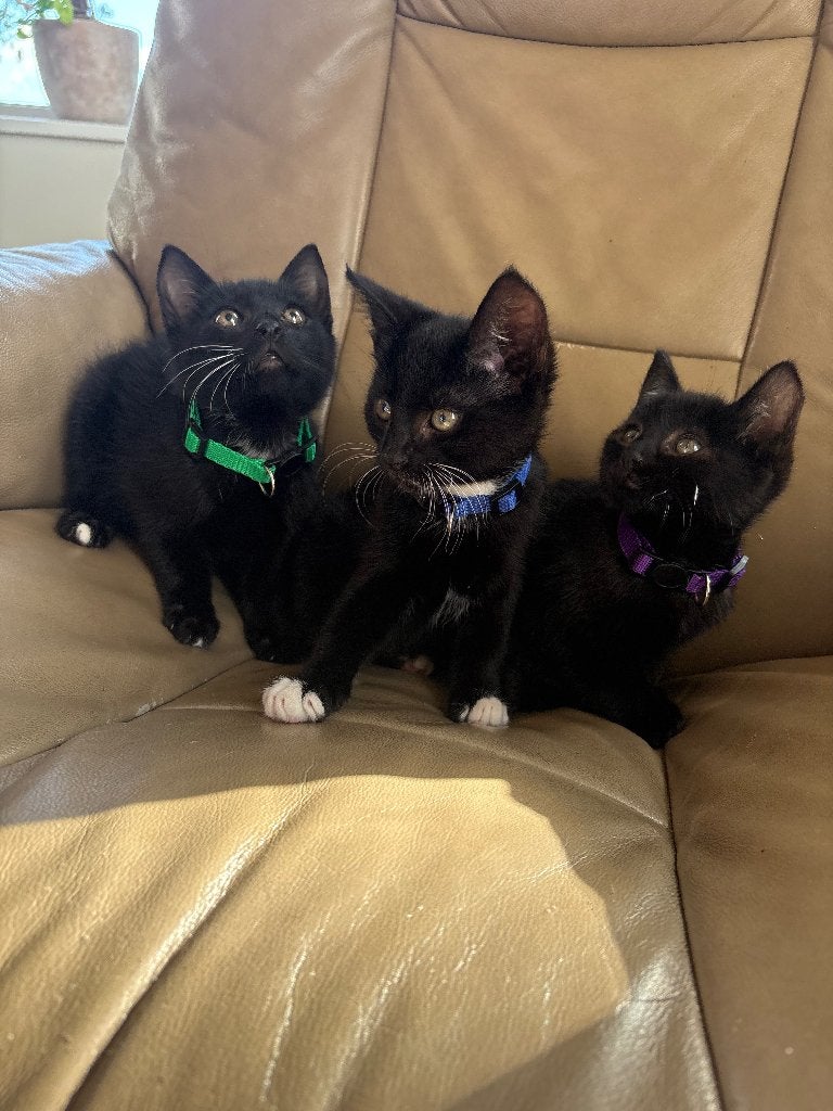 Nestje kittens, Meerdere dieren, Kortharig, 0 tot 2 jaar