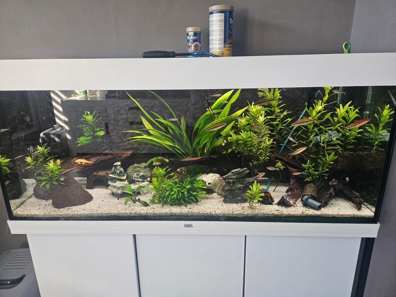 Aquarium Rio 240 met diverse., Ophalen, Zo goed als nieuw, Gevuld zoetwateraquarium