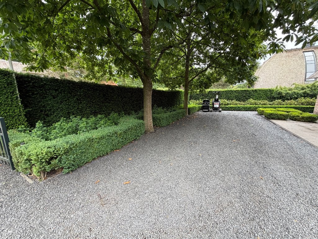 Buxus haag en bollen, Ophalen, Haag, Minder dan 100 cm, Buxus